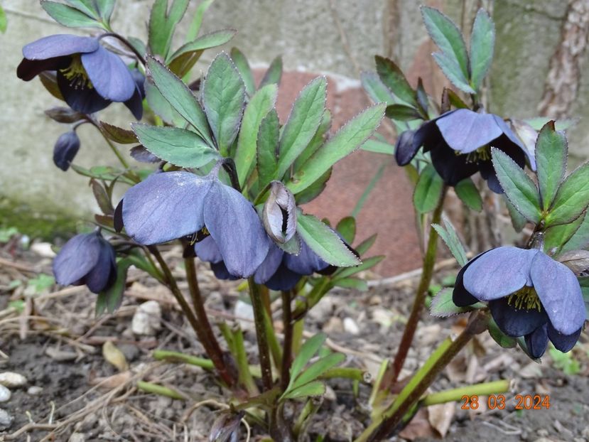  - Helleborus 2024