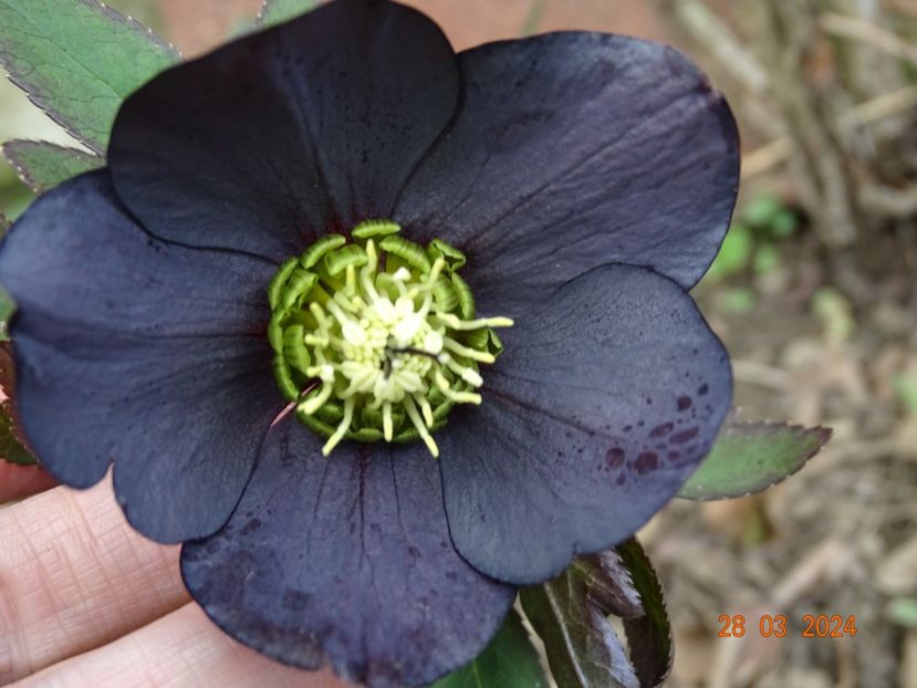  - Helleborus 2024