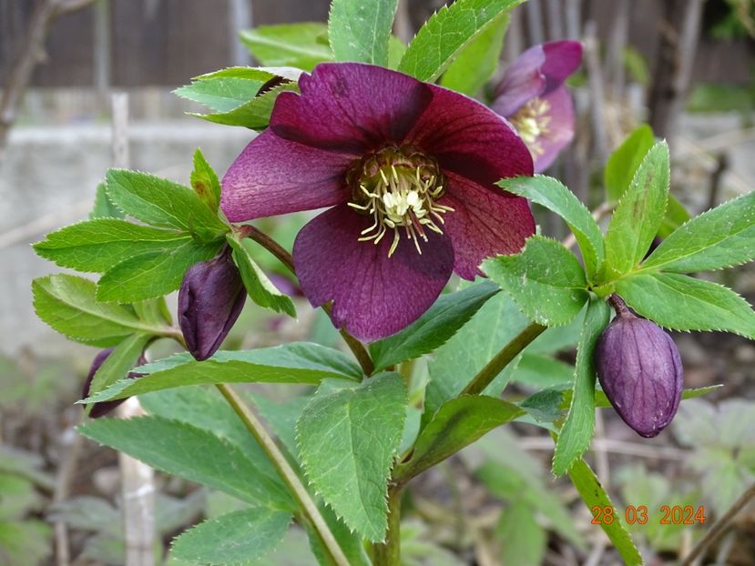  - Helleborus 2024