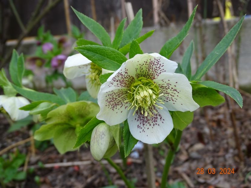 - Helleborus 2024