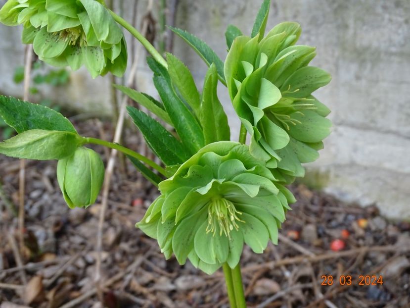  - Helleborus 2024