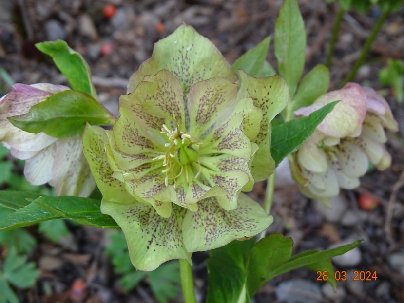  - Helleborus 2024