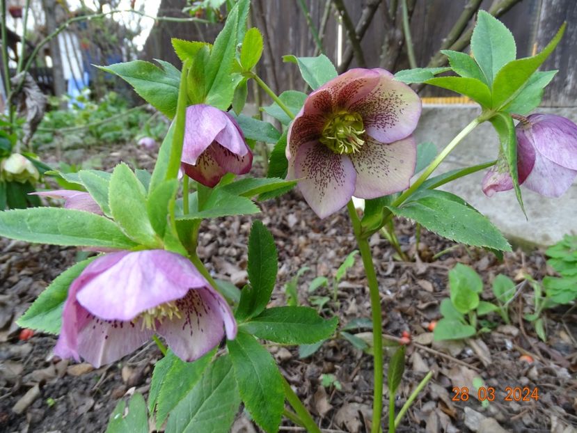  - Helleborus 2024