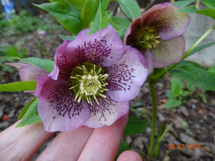  - Helleborus 2024