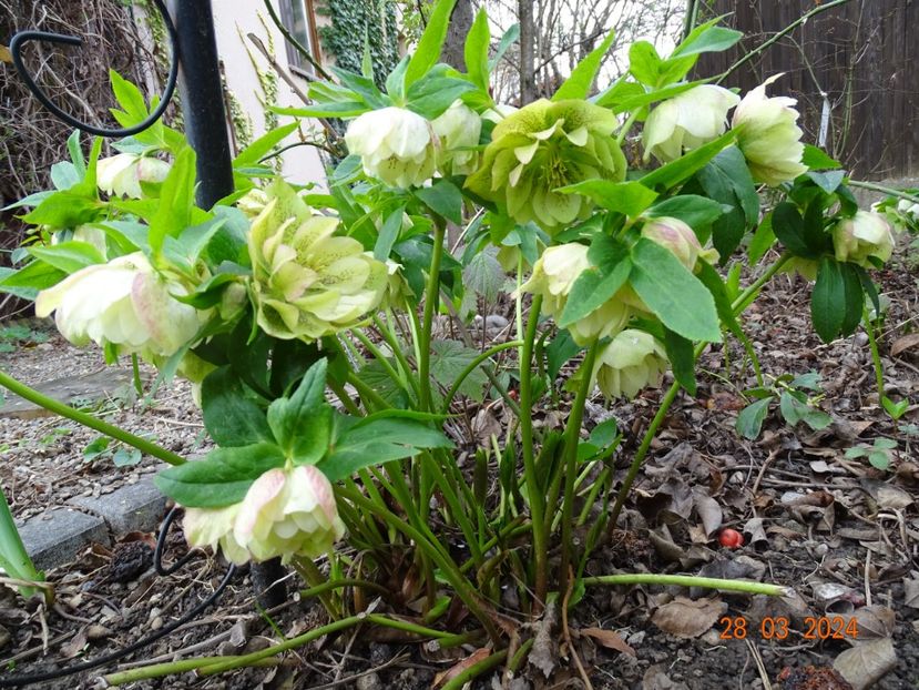  - Helleborus 2024