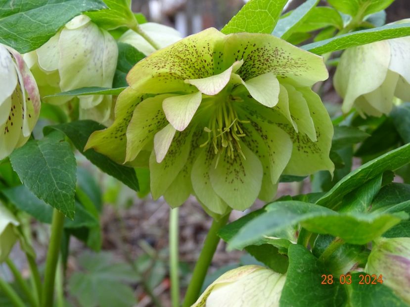  - Helleborus 2024