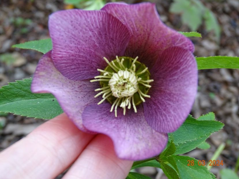  - Helleborus 2024