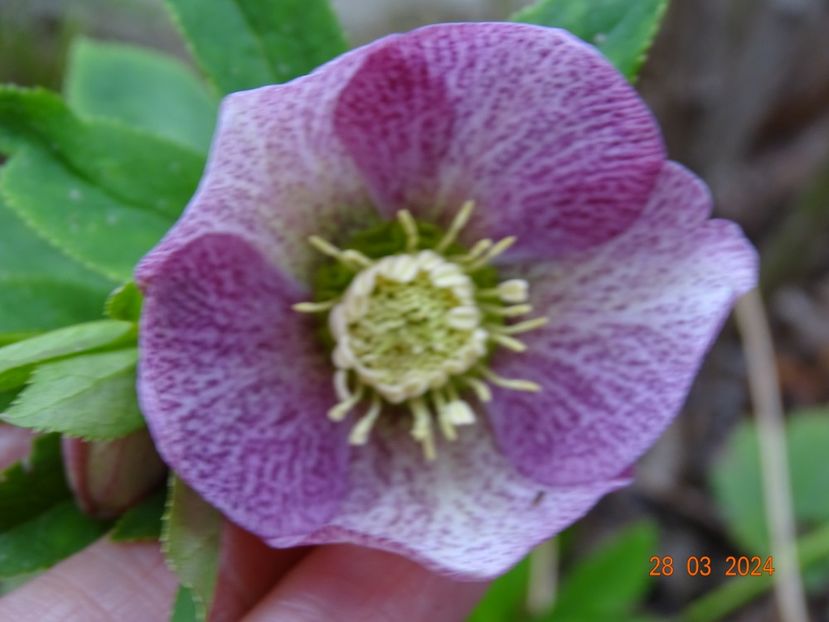  - Helleborus 2024