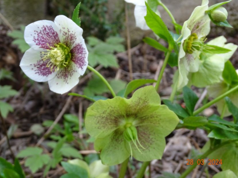 - Helleborus 2024