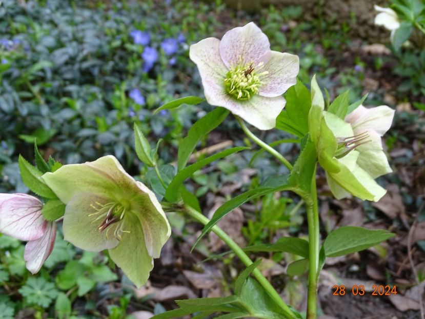  - Helleborus 2024