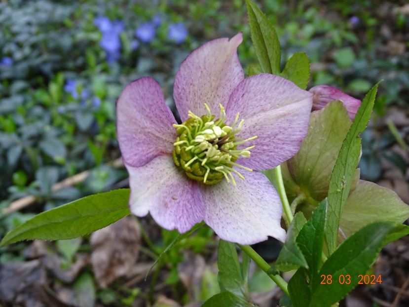  - Helleborus 2024