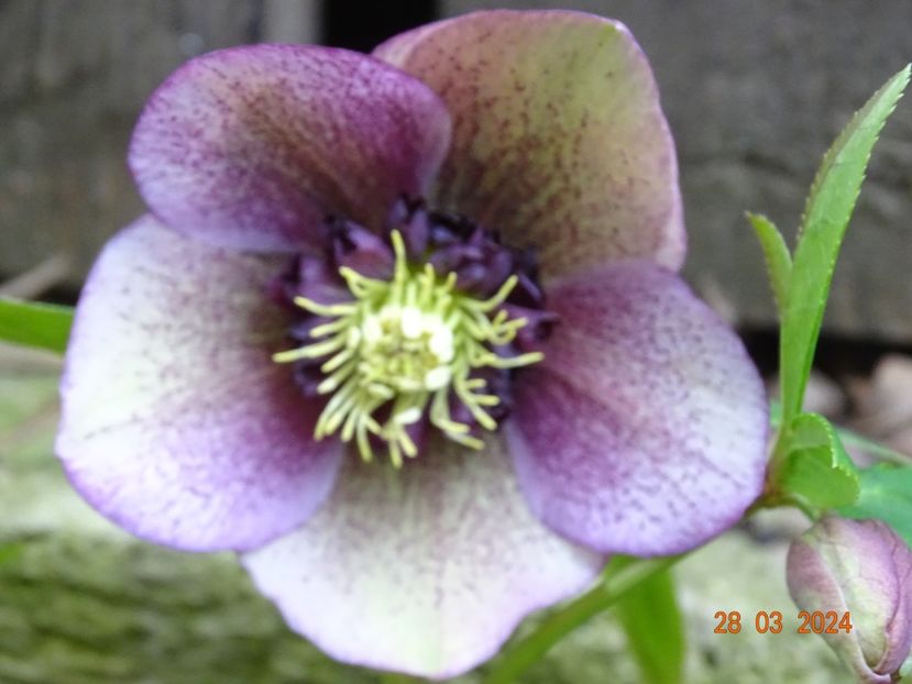  - Helleborus 2024