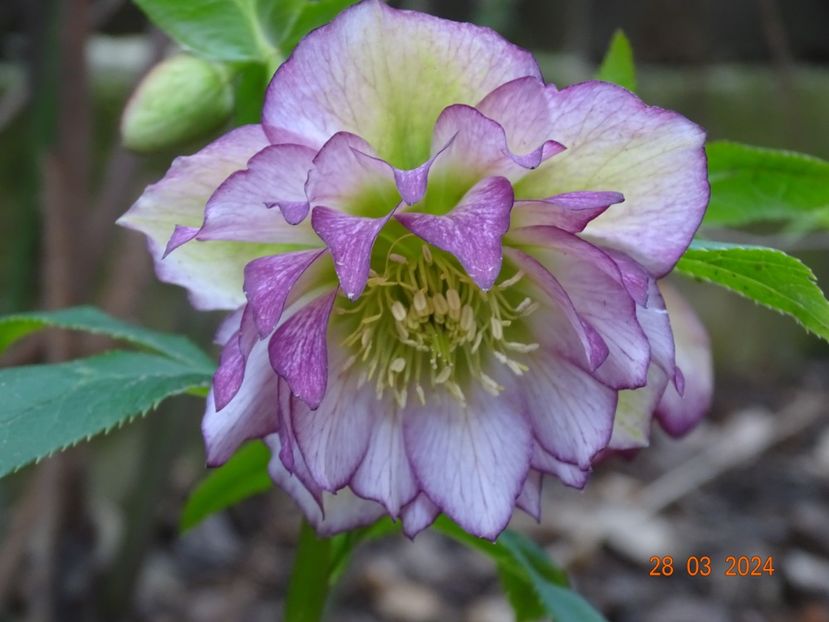  - Helleborus 2024