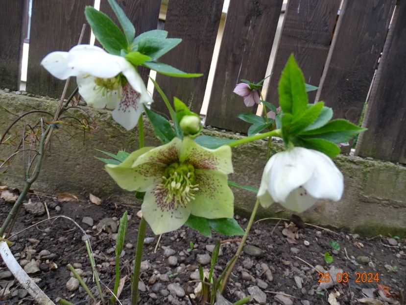  - Helleborus 2024
