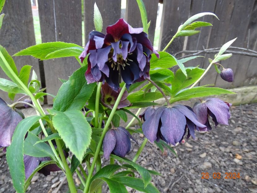  - Helleborus 2024