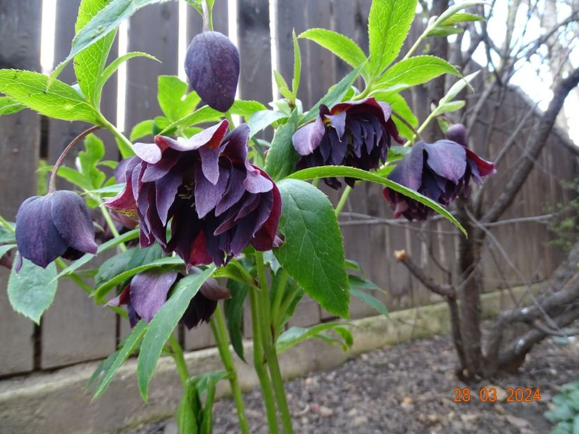  - Helleborus 2024