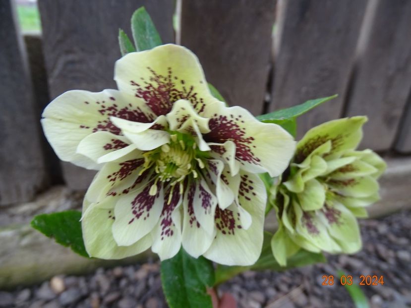  - Helleborus 2024