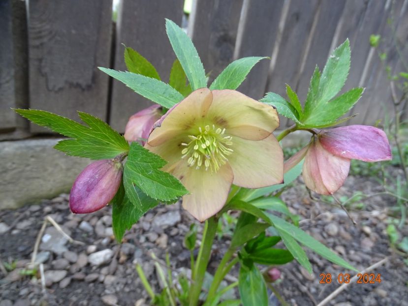  - Helleborus 2024