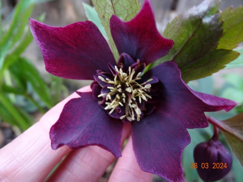  - Helleborus 2024