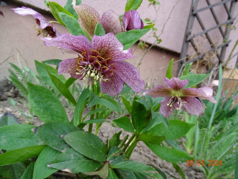  - Helleborus 2024