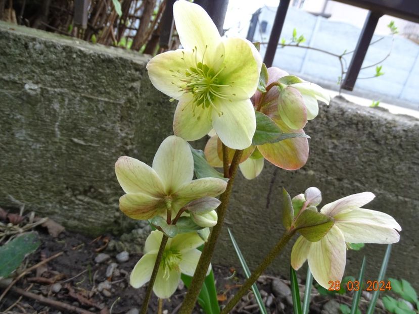  - Helleborus 2024