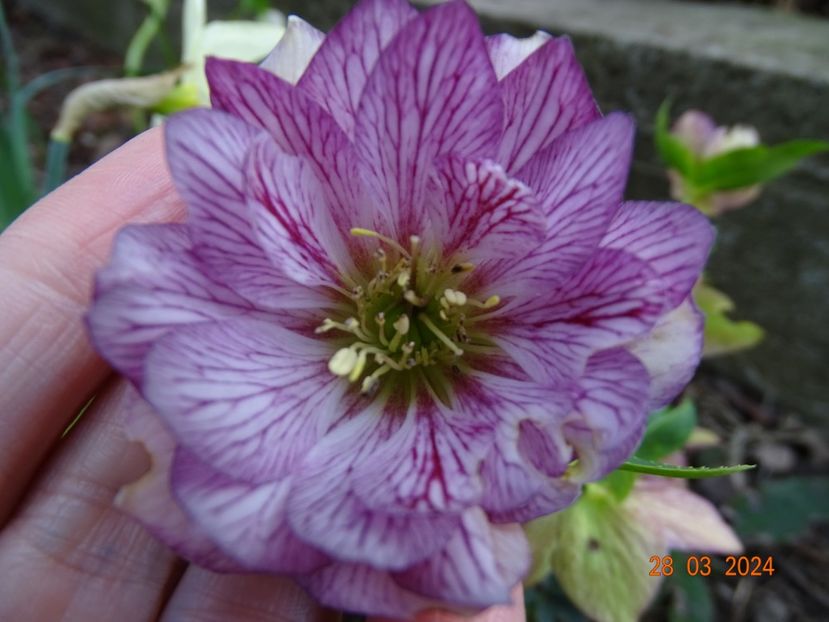  - Helleborus 2024