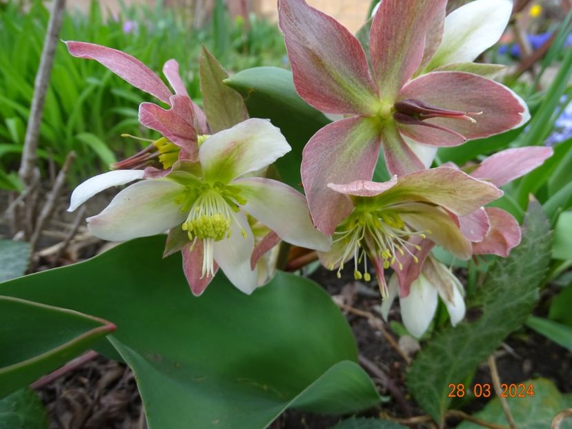  - Helleborus 2024