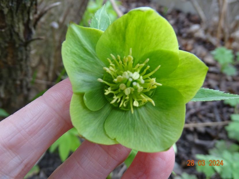  - Helleborus 2024