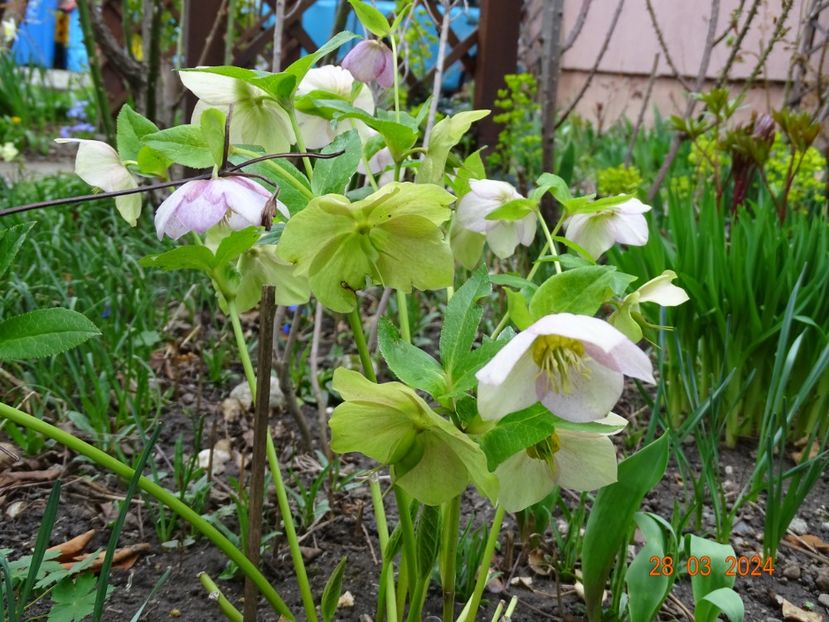  - Helleborus 2024
