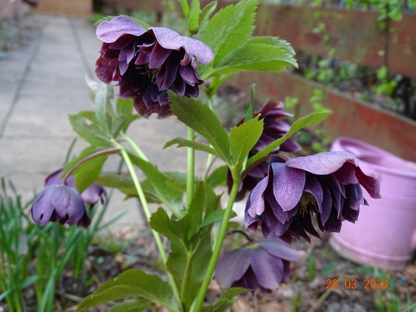  - Helleborus 2024