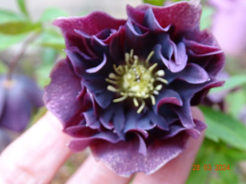  - Helleborus 2024