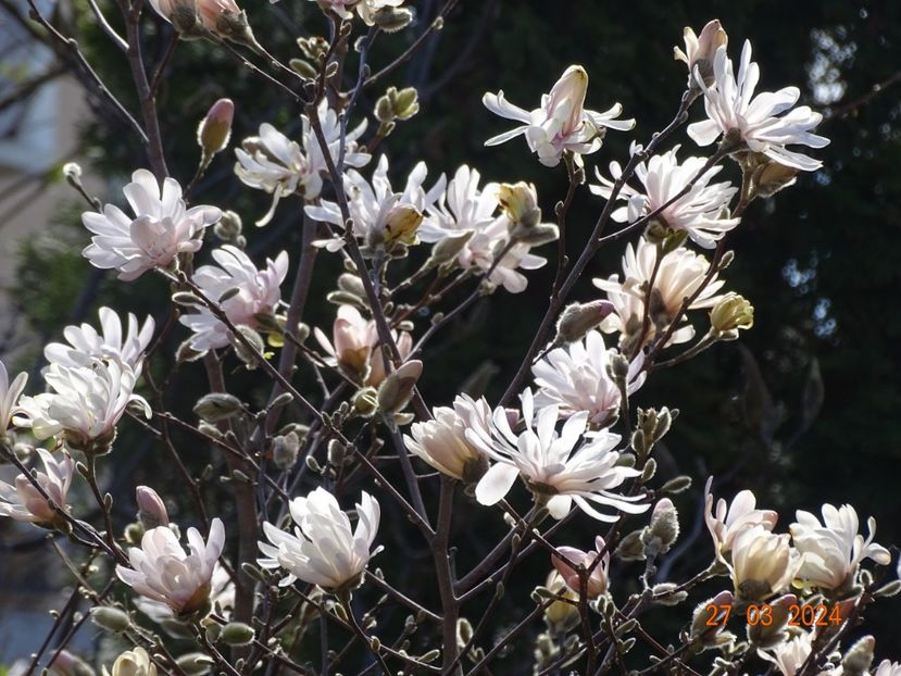  - Copacei si arbusti 2024