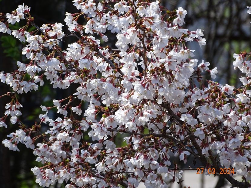  - Copacei si arbusti 2024