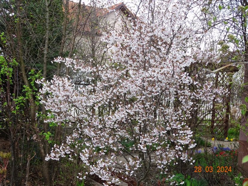  - Copacei si arbusti 2024