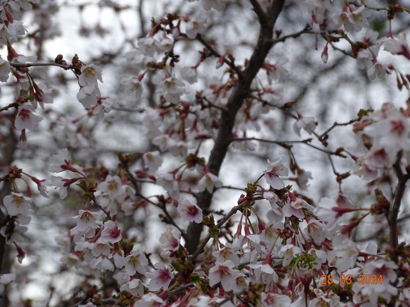  - Copacei si arbusti 2024