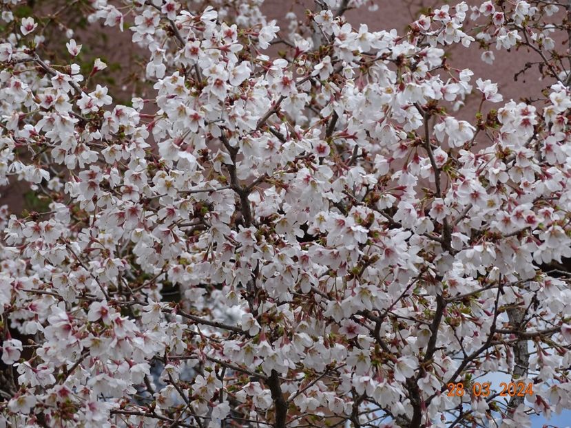  - Copacei si arbusti 2024