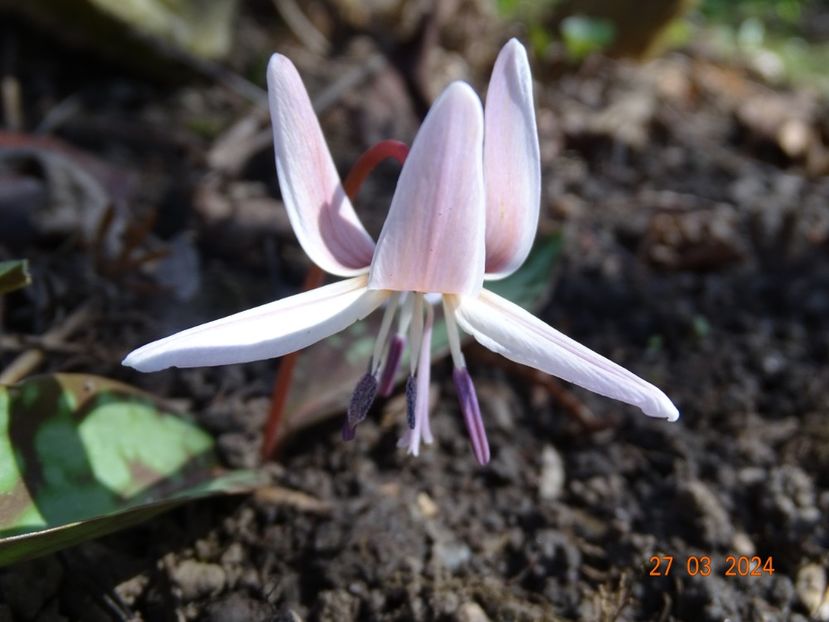 erythronium Snowflake - Primavara 2024