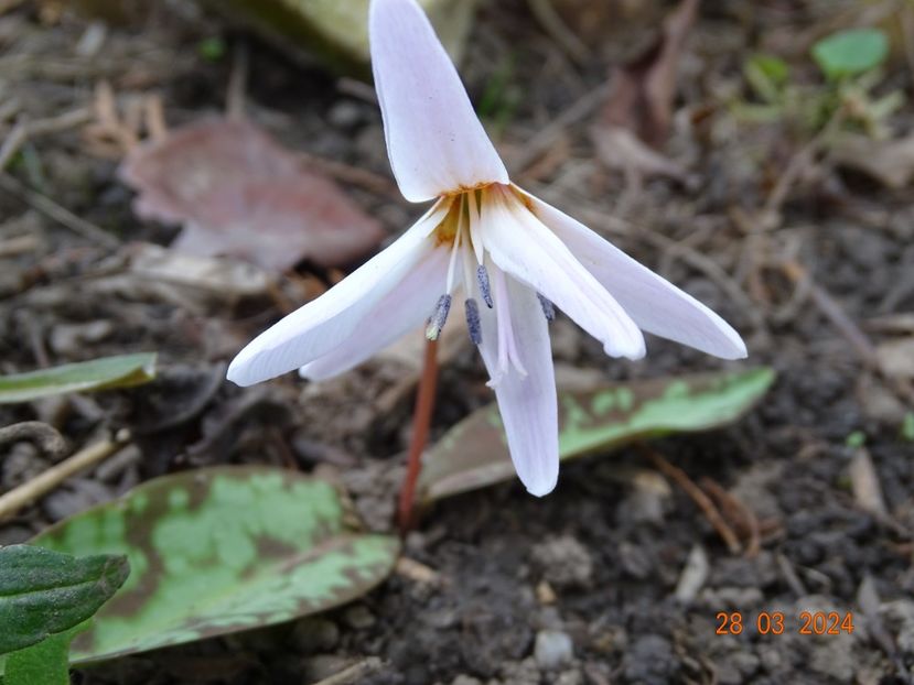 erythronium Snowflake - Primavara 2024