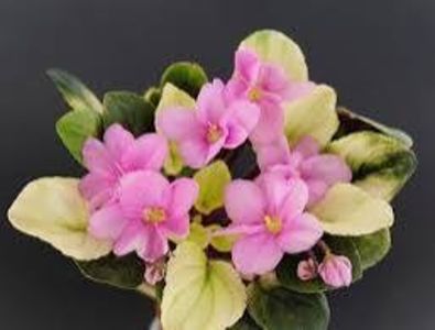 Poză net - Mac s Walkabout Uluru