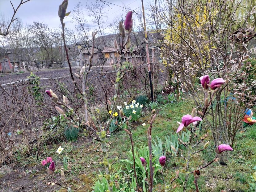 IMG20240328114220 - Primăvară 2024