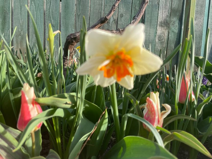  - 002 Grădina 2024 1