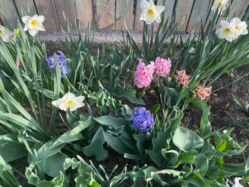  - 002 Grădina 2024 1