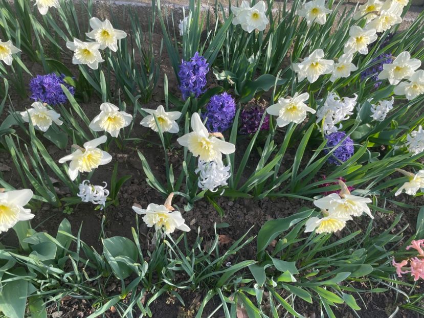  - 002 Grădina 2024 1