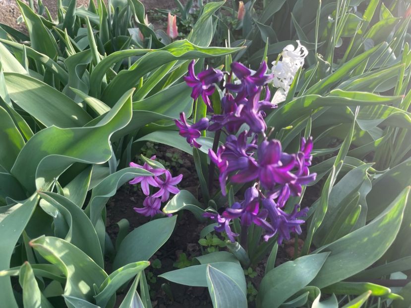  - 002 Grădina 2024 1