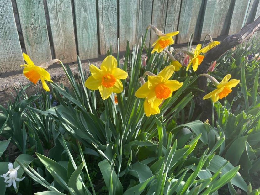  - 002 Grădina 2024 1