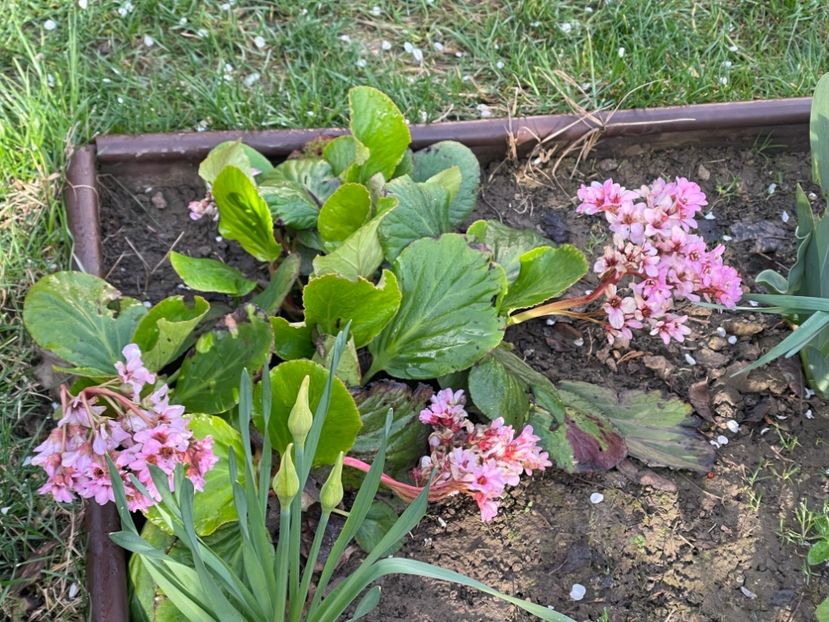  - 002 Grădina 2024 1