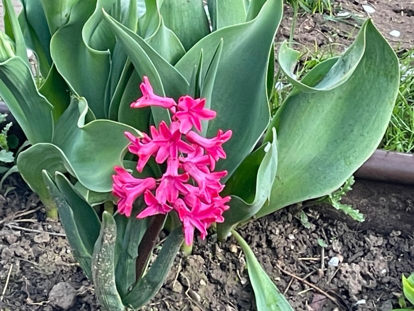  - 002 Grădina 2024 1