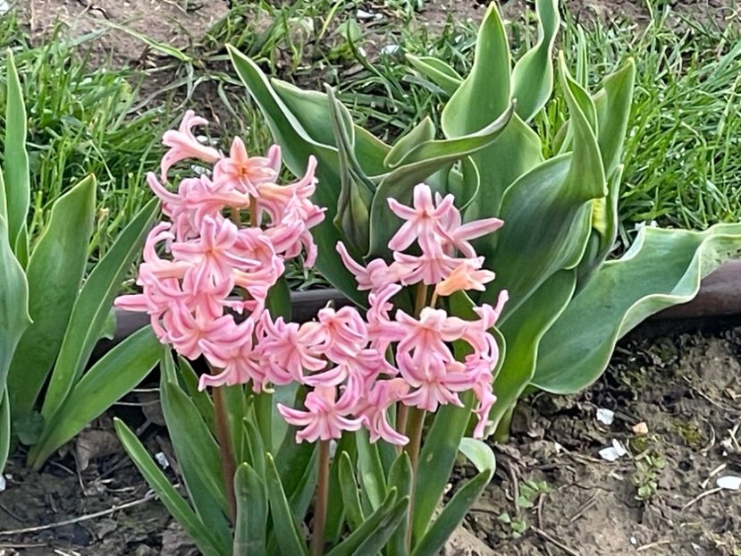  - 002 Grădina 2024 1