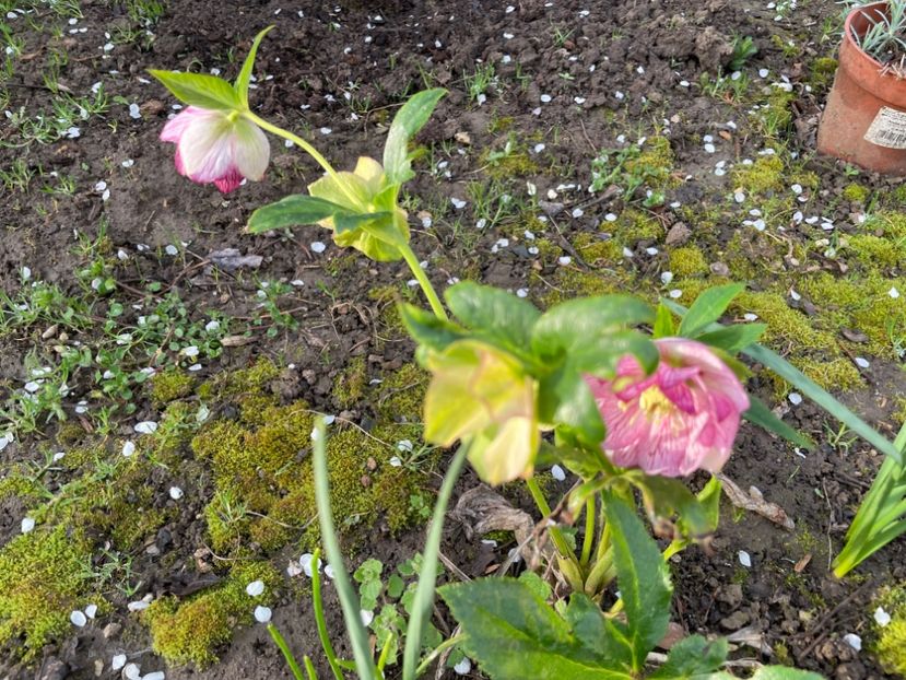  - 002 Grădina 2024 1