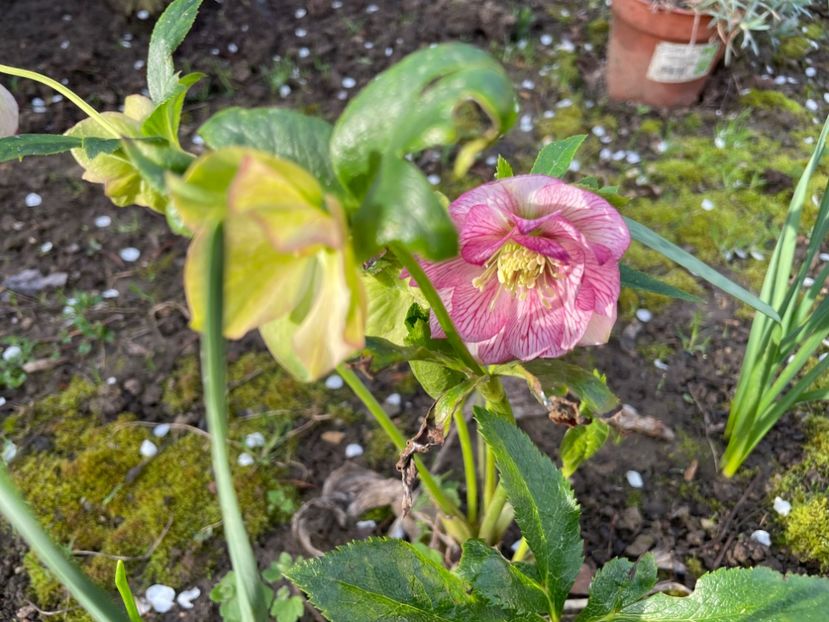  - 002 Grădina 2024 1